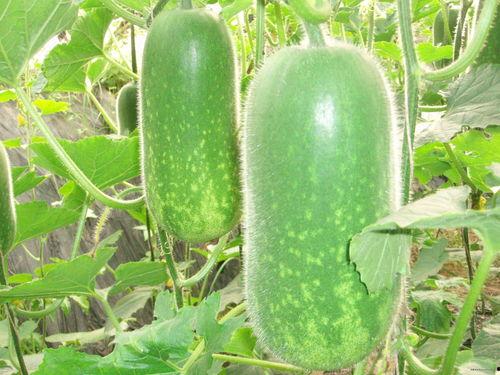 热门大瓜每日必吃大瓜 热点料爆料入口,热点料爆料入口，揭秘娱乐圈最新动态